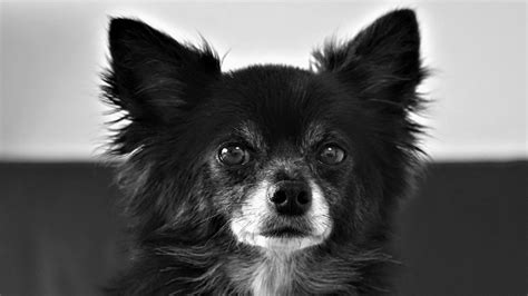 55 Chihuahua Black And White Puppy L2sanpiero