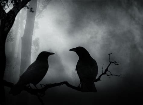 Crows Wallpaper Hd