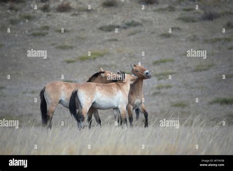 Three Wild Przewalski Takhi Horse Equus Ferus Przewalskii Bachelor