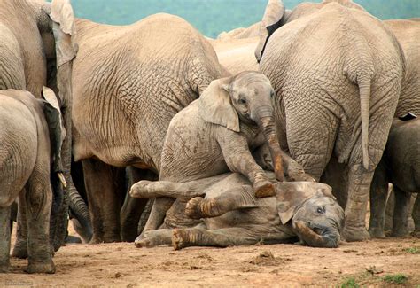 Africa Elephant Wildlife Photography By Piccaya 2 Full Image