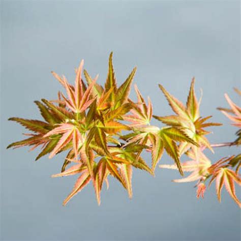 Acer Palmatum Wilsons Pink Dwarf Japanese Maple Essence Of The Tree