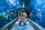 Sleep Over At Oregon Coast Aquarium In The Passages Of The Deep