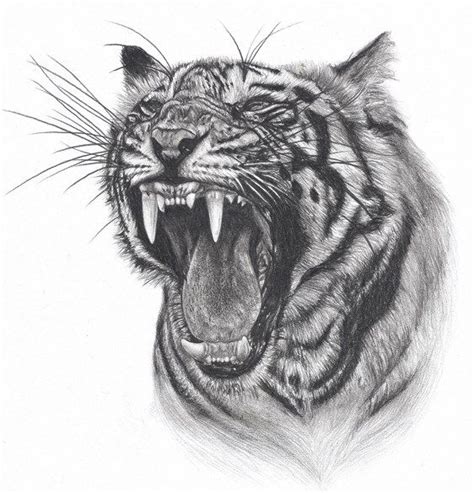 By sara barnes on november 7, 2019. How to draw tiger face roaring step by step easy for ...