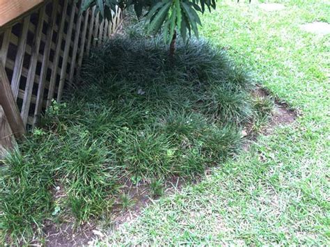 Transplanting Monkey Grass And Potted Fern