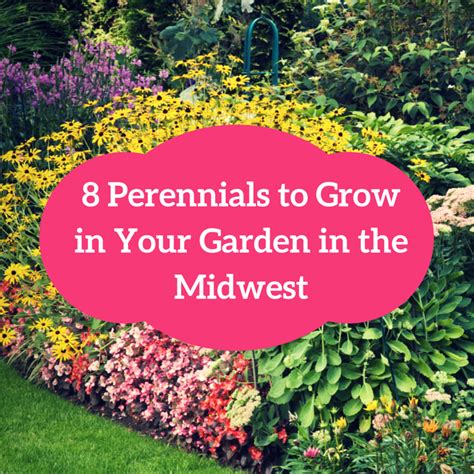 8 Perennials To Grow In Your Garden In The Midwest Low Maintenance