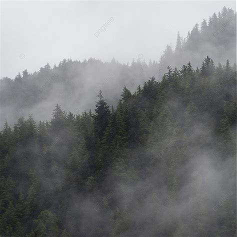 Foggy Forest Backcountry British Columbia Background And Picture For