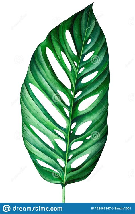 Tropical Leaf Of Monstera Adansonii Plant Isolated On White Background. Watercolor Illustration ...