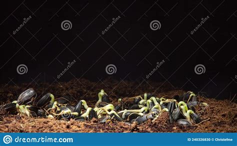 Photo Of The Sunflower Seeds Germination In Dark Stock Photo Image Of