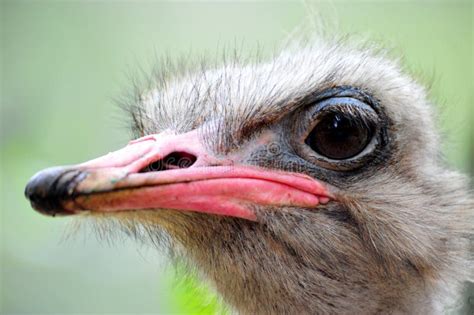 Ostrich Head Stock Photo Image Of Farm Angry Eggs 56049640