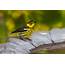 Warbler Bird Birds Nature Wildlife Wallpapers HD / Desktop And 