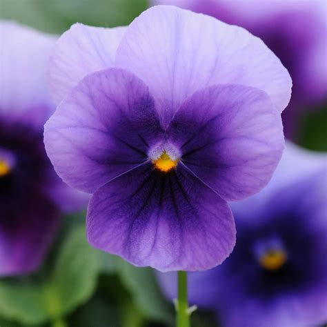 Viola Flower Garden Seeds Sorbet F1 Series Beaconsfield 100 Seeds