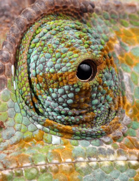 Chameleon Eye Macro Free Stock Photo Public Domain Pictures