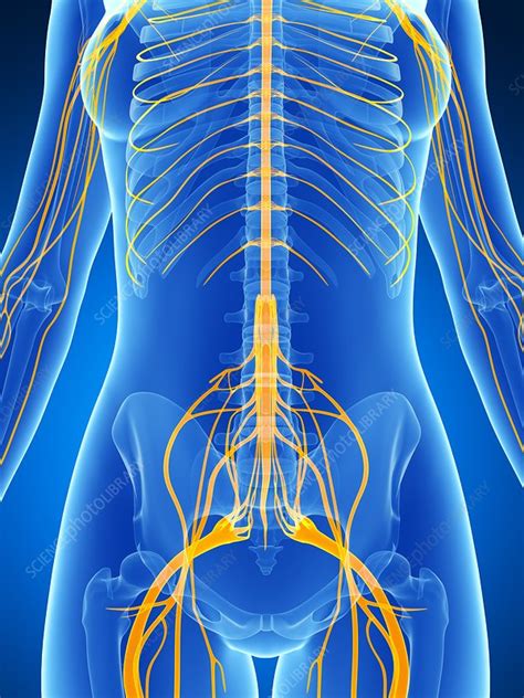 Female Nervous System Artwork Stock Image F0095455 Science