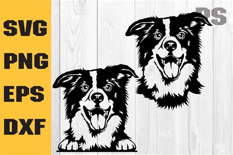 Border Collie Svg Dog Svg Graphic By Ilukkystore · Creative Fabrica