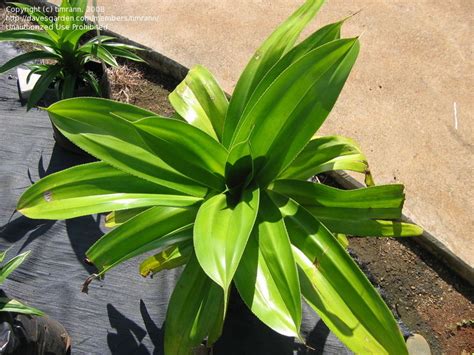 Plantfiles Pictures Screwpine Pandanus Pandanus Dubius By Timrann