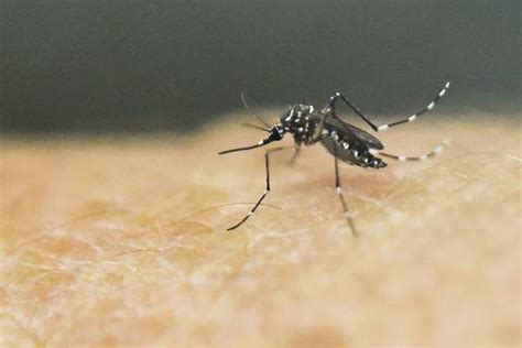 First Zika Virus Case In Maharashtra Reported The Hindu