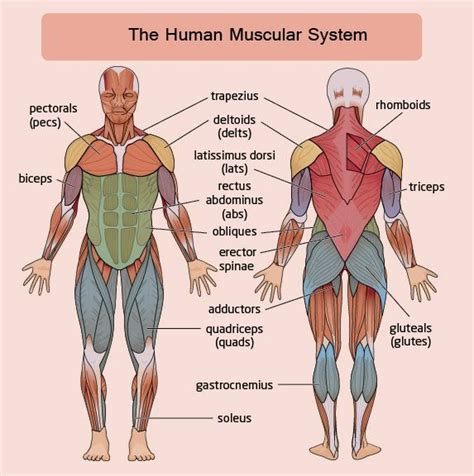 Simple Muscles Labeled Front And Back Human Muscle Worksheet Label Hot Sex Picture