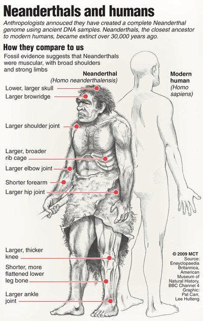 Who Were The Neanderthals Human Evolution Ancient Humans Anthropology