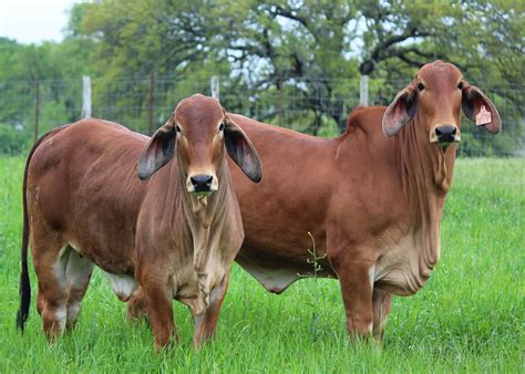 Cattle For Sale Broken Triangle Cattle Brahman In Caldwell Texas