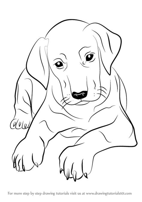 Retriever dog lying down and tilting his head over a white background dog tattoos dog sketch dog outline. Learn How to Draw Doberman Puppy (Dogs) Step by Step ...