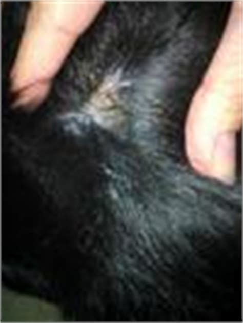 If eyebrow hair loss is due to the autoimmune disease alopecia areata, a majority of patients will also have evidence of aloepcia areata at other areas treatments for eyebrow loss due to alopecia areata include: Extreme Dog Itching, Scabbing & Hair Loss - Organic Pet Digest