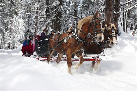 Belgian Draft Horses Pulling A Sleigh Through The Snow Yosemite