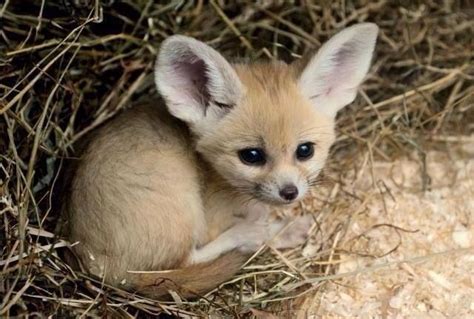 Corsac Fox Facts Habitat Diet Life Cycle Baby Pictures