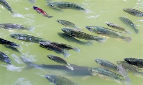 Tilapia Fish Farming Information Guide For Beginners Asia Farming