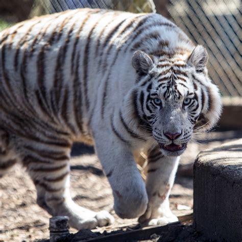 Plumpton Park Zoo Rising Sun 2022 Lo Que Se Debe Saber Antes De