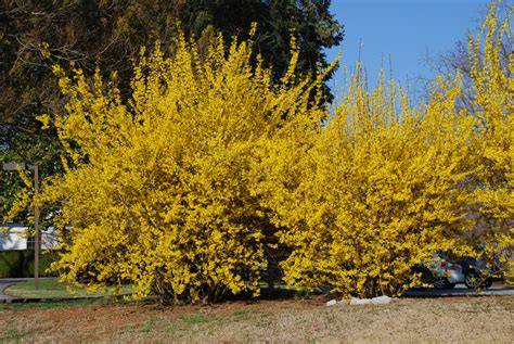 Buy forsythia plants with delivery right to your door. The Forsythia Revolution | What Grows There :: Hugh Conlon ...
