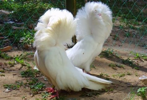 We did not find results for: Gambar Burung Merpati Jacobin (Merpati Hias) | Gambar Foto Burung Merpati