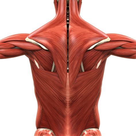 Bodyman Full Back Muscles
