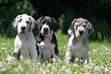 [2022] Black Dog Breeds - Top 6 Adorable Black And White Dog Breeds ...