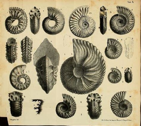 Mary glane des ammonites sur la plage et les vend à des touristes fortunés. Ammonite Streaming - Ammonite Full Movie 2020 Watch Online - Deal with the filesystem easily ...