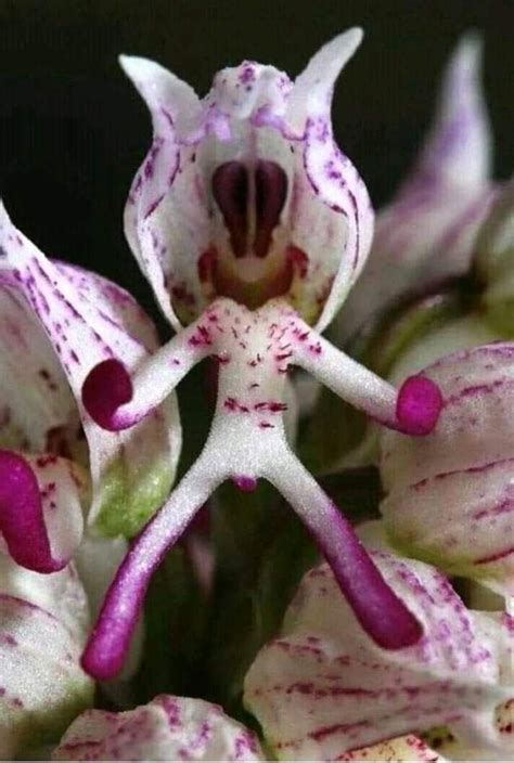 Pin By Maria Di Salvatore On Orchidee Strange Flowers Monkey Orchid