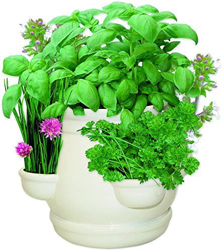 Gourmet mint patties gift set. Kitchen Herb Garden Seed Kit Gift Box - 5 Herbs in 1 - Buy ...