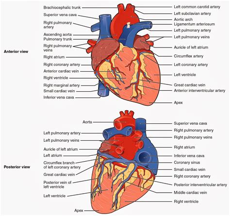 Images For Labeled Diagram Of The Heart Human Anatomy Picture