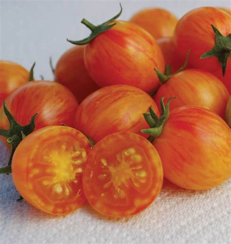 Sunrise Bumble Bee Organic Tomato Seeds West Coast Seeds