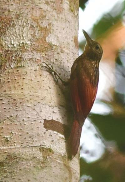 Elegant Woodcreeper Birdforum Opus Birdforum