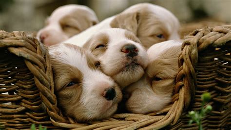 Animals Dogs Puppies Sleeping Baskets Wallpapers Hd Desktop And