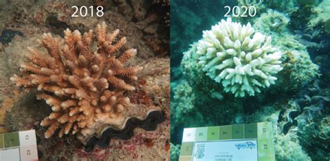 Recovery Of Coral Growth Rates After Severe Bleaching Lizard Island