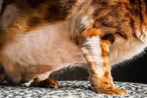 Cat Hair Loss Causes Diagnosis And Management Just Cats Clinic