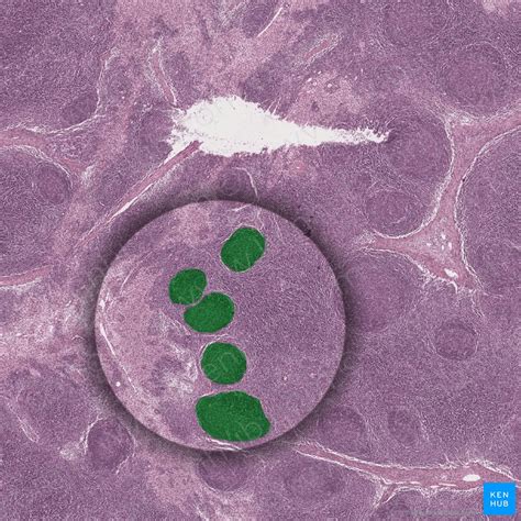 Lymph Nodes Histology Kenhub