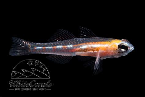 Coryphopterus Personatus Masked Goby Buy Online