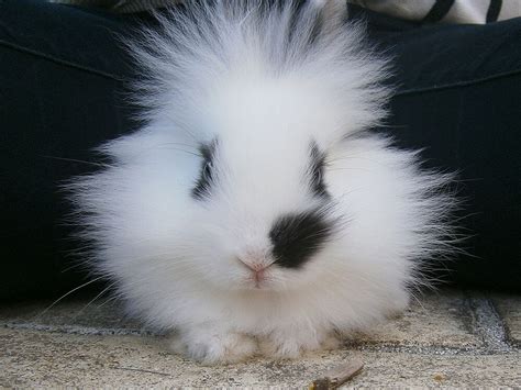 Also to know is, how long do lionheads live for? lionhead Rabbit Breed Information | Price, Care Guide | UK ...