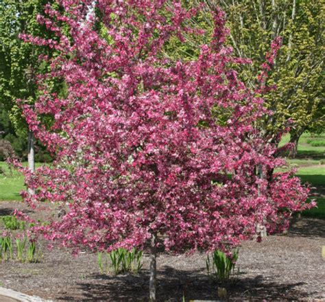 Royal Raindrop Crabapple Tree Pictures Crabapples In General Are