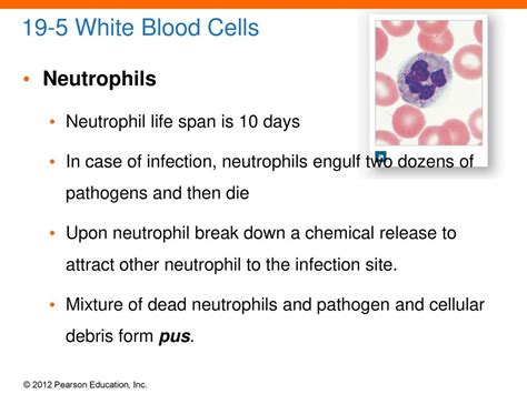 Can Dehydration Cause Low White Blood Cell Count 6 Possible Causes For