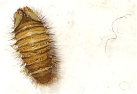 Carpet Beetle Larva Whats That Bug