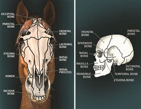 Demystifying The Cranial Bones Horse Journals