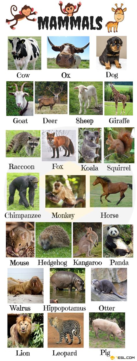 An Animal Chart With Different Animals And Their Names
